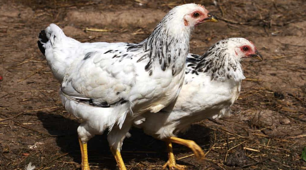 فروش نیمچه مرغ در همدان - سپید طیور